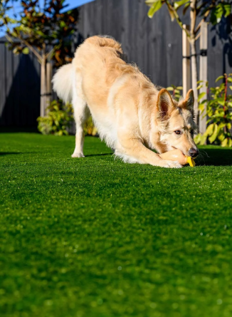 Artificial Grass for Dogs: What Every Pet Owner Should Know